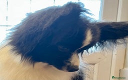 Papillon dogs for sale: Big and Beautiful  - Image 7