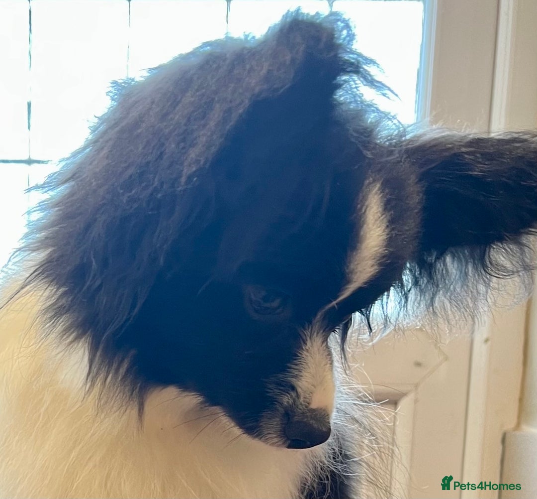 Papillon dogs for sale: Big and Beautiful  - Image 7