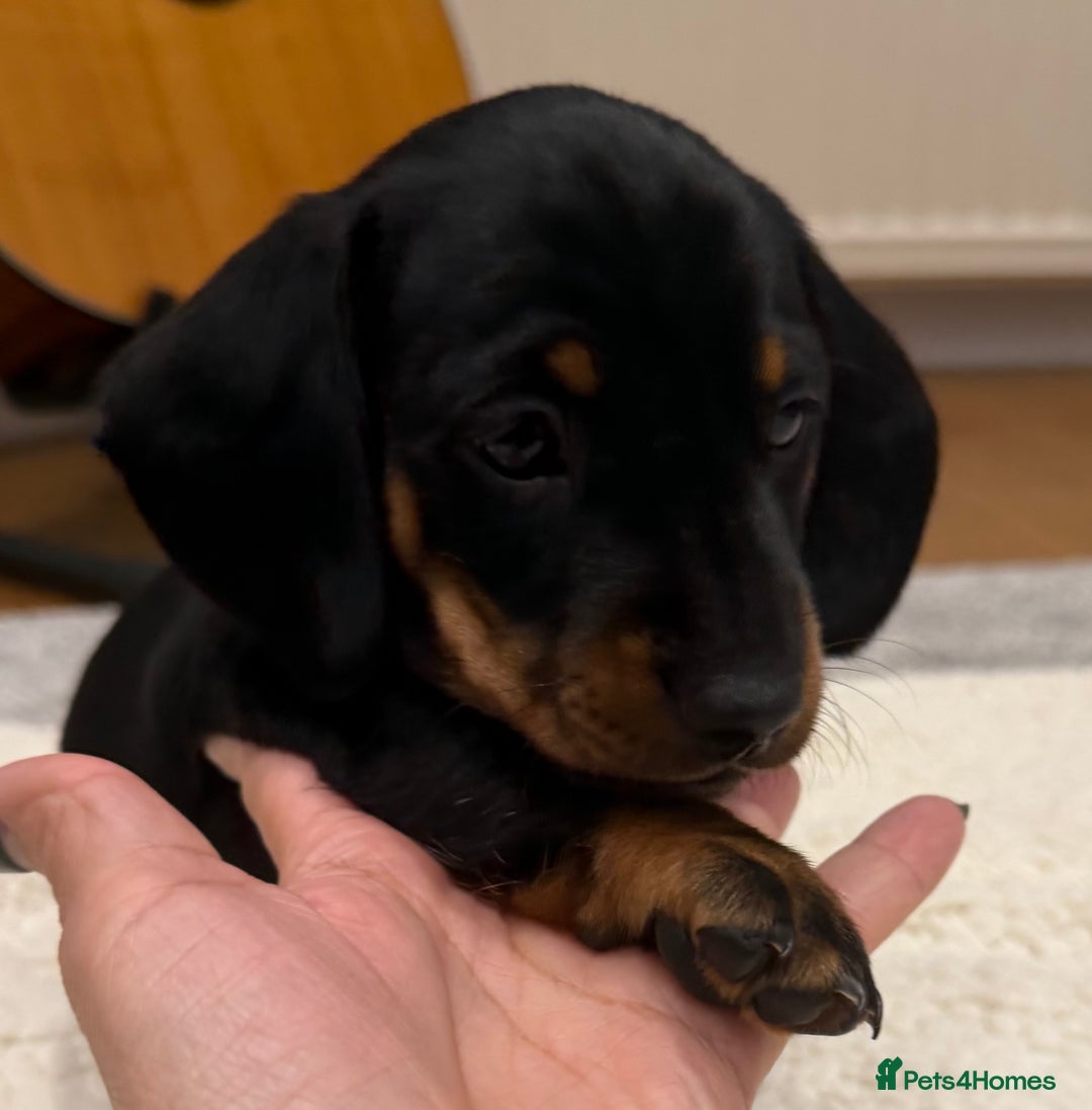 Dachshund dogs for sale: Beautiful Dachshund Puppies – KC Registered Lines - Advert 36