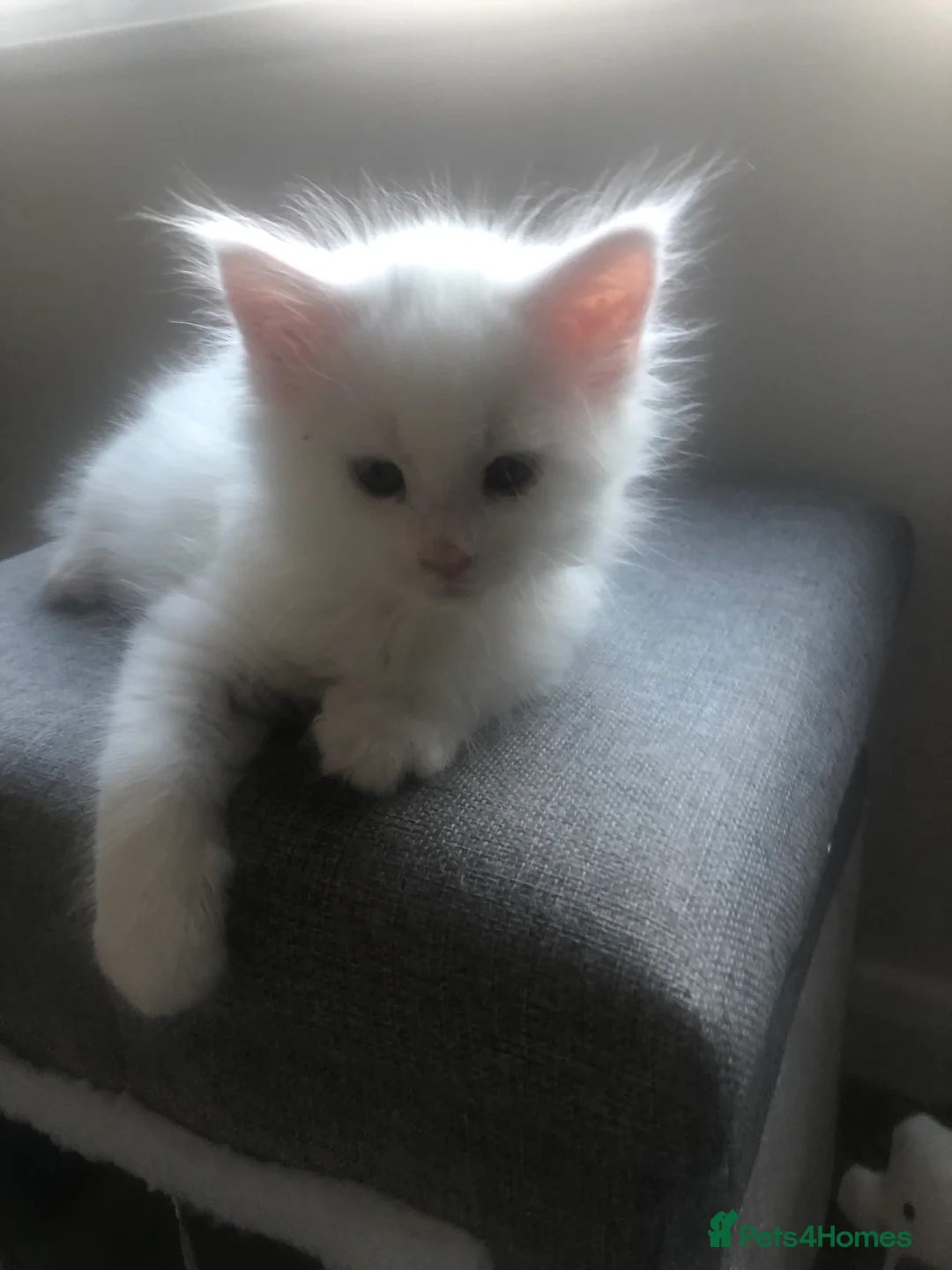 Maine Coon cats for sale: Beautiful GCCF Maine Coons  - Advert 11