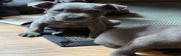 Mixed Breed dogs for sale: Amazing blue Chaffy puppies - Advert 8