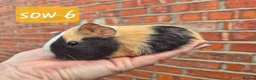 Guinea Pig rodents for sale: Ready to reserve  - Advert 15
