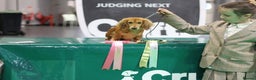 Miniature Dachshund dogs for sale: Exceptional Champion Bloodlines KC Registered PRA - Advert 7