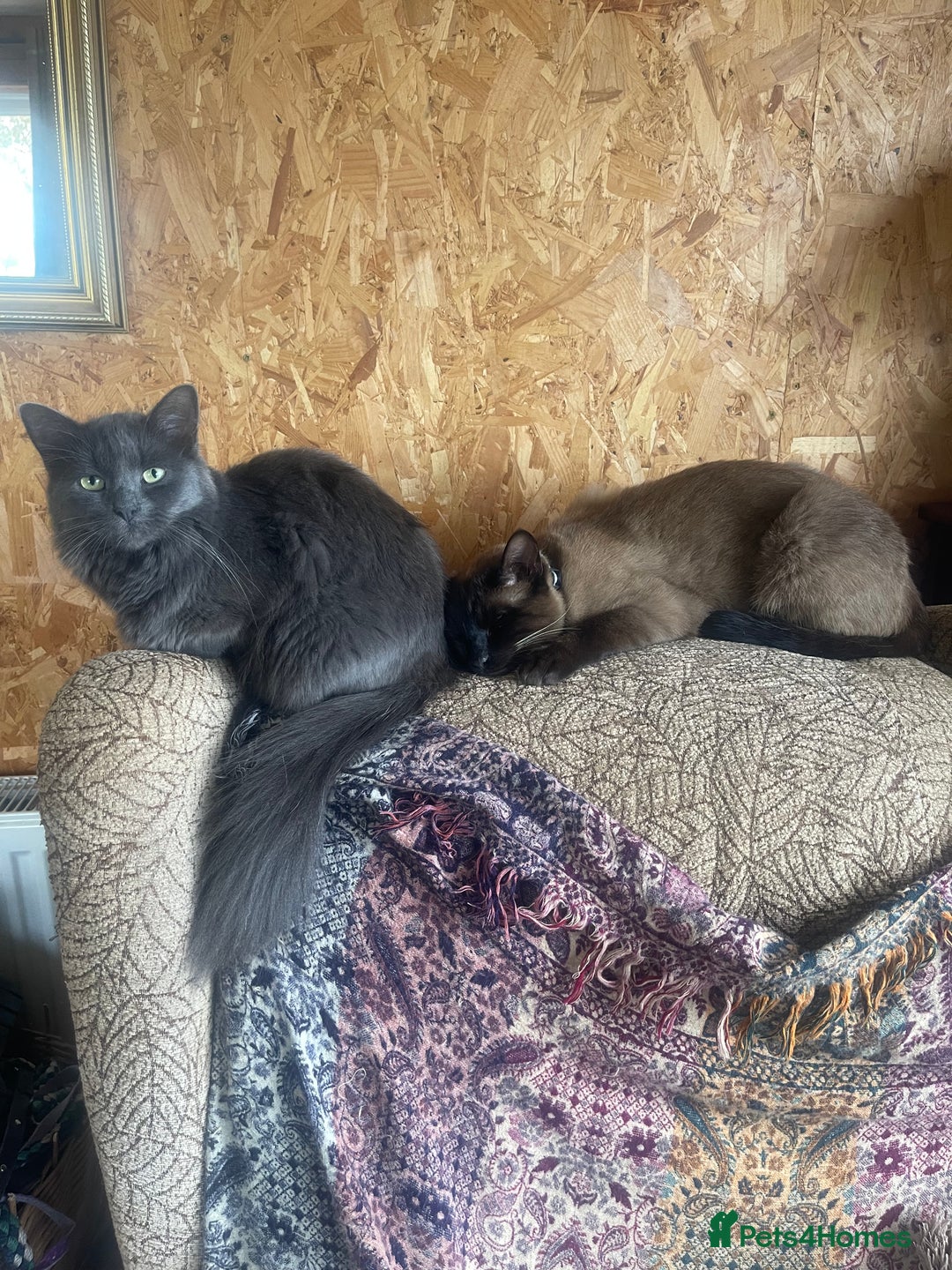 British Longhair cats for sale: Maincoon x British Long haired kitten.  - Image 2