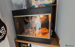 Corn Snake reptiles for sale: Beautiful sun-kissed corn snake & vivarium  - Image 2