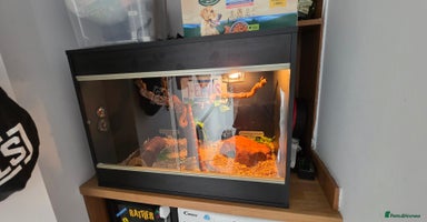 Corn Snake reptiles - Advert 15