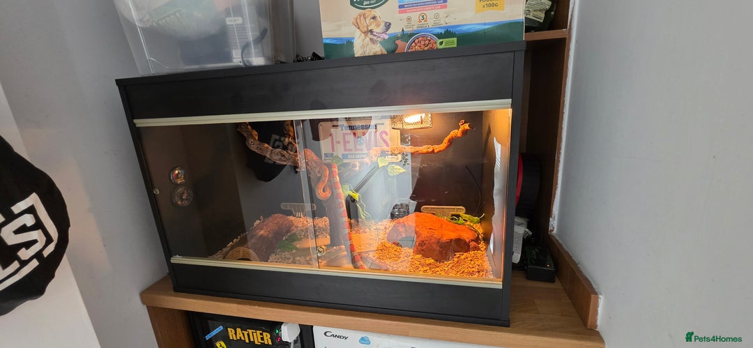Corn Snake reptiles for sale: Beautiful sun-kissed corn snake & vivarium  - Image 2