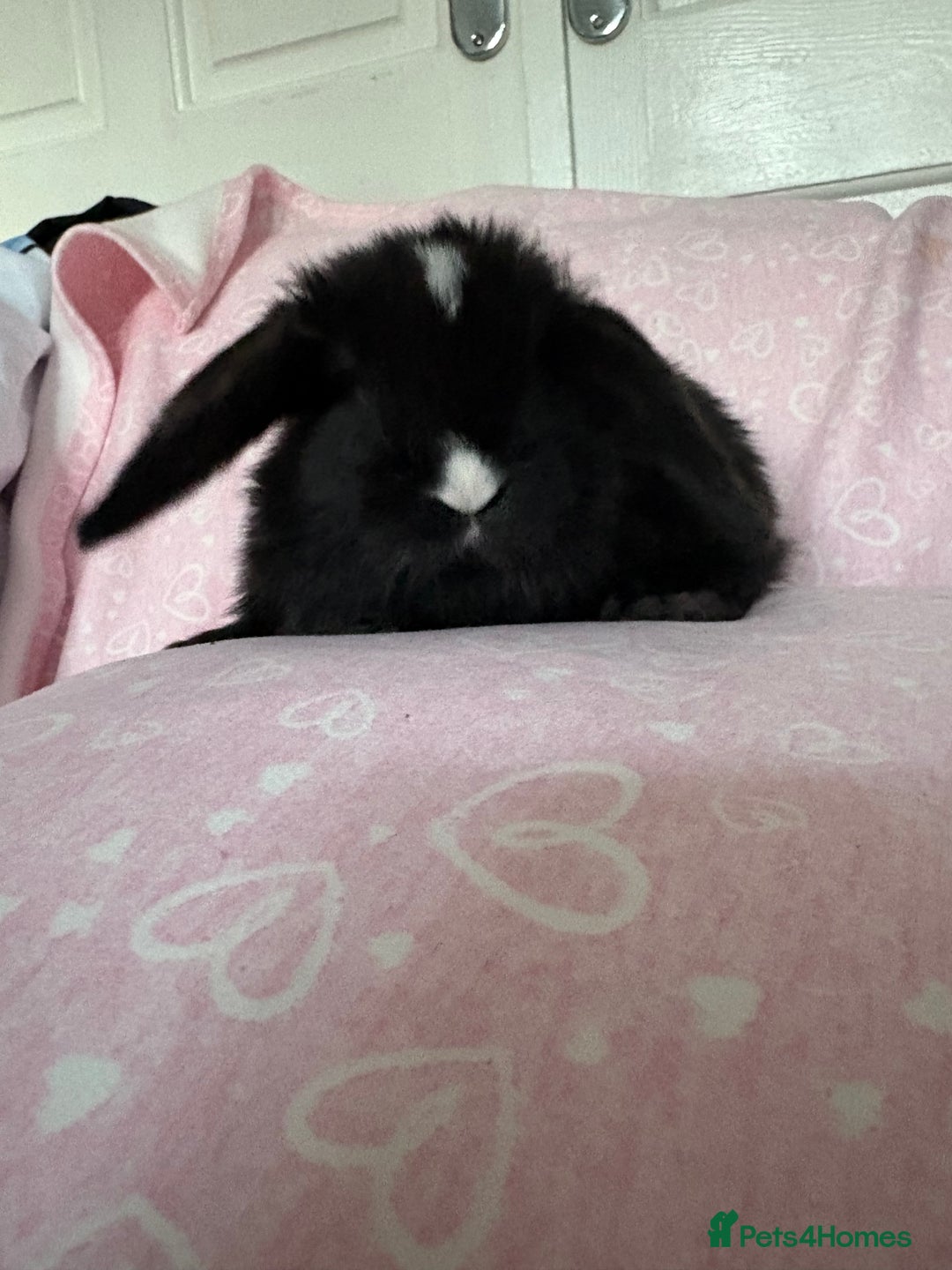 Mini Lop rabbits for sale: Beautiful little mini lop baby bunny rabbits  - Advert 5