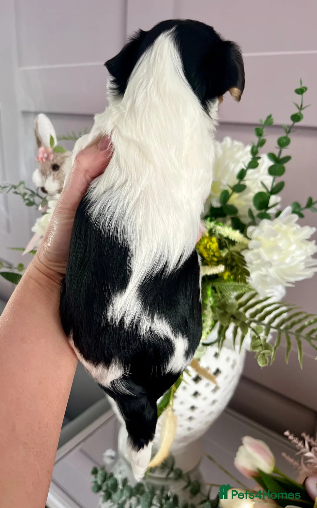 Biewer Terrier dogs for sale: Beautiful Biewer Terrier Boy  - Advert 6