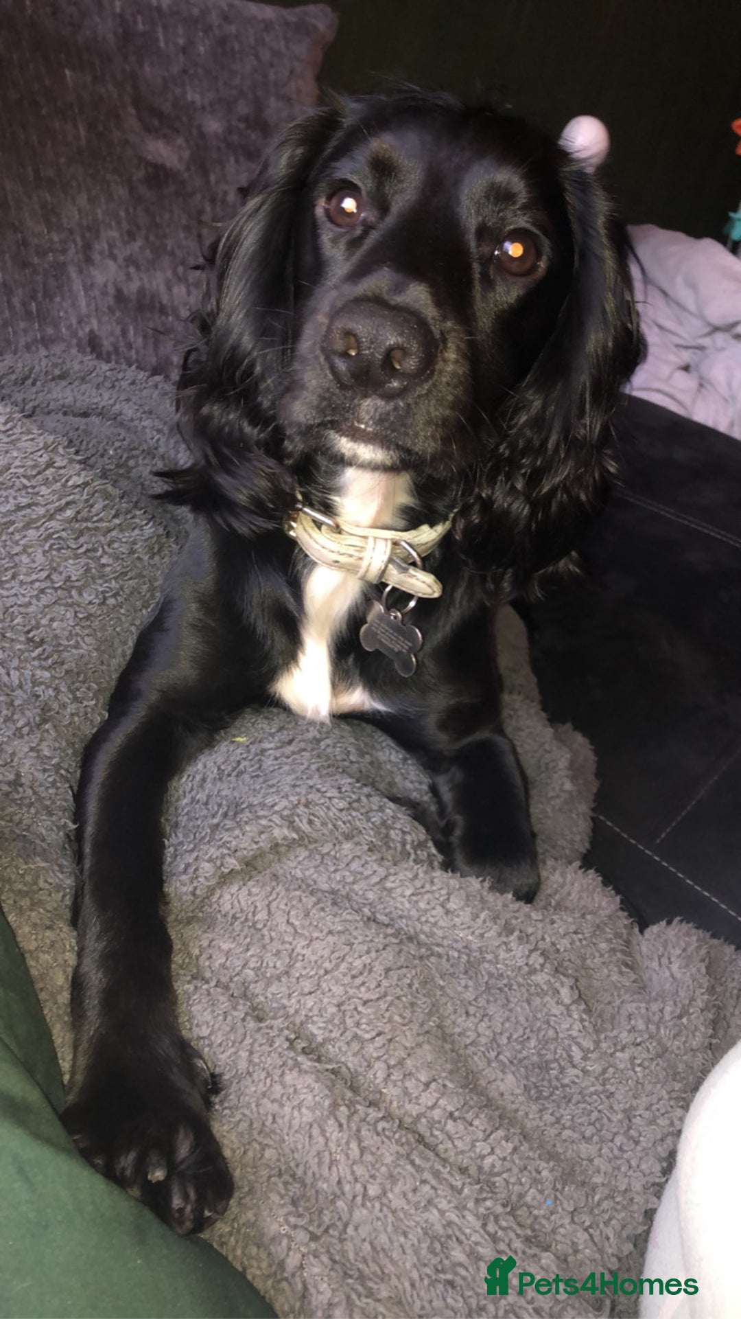 Cocker Spaniel dogs for stud: KC registered Cocker Spaniel Striker for stud - Image 27