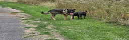 Mixed Breed dogs for sale: Gorgeous, loving boy for rehome in Liverpool - Advert 7