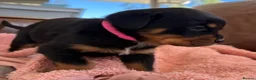 Rottweiler dogs for sale: 🐾 Beautiful Purebred Rottweiler Puppies for Sale  in Leeds - Advert 3