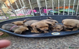 Mixed Breed dogs for sale: mixed breed 4 boys and 2 girls - Image 25
