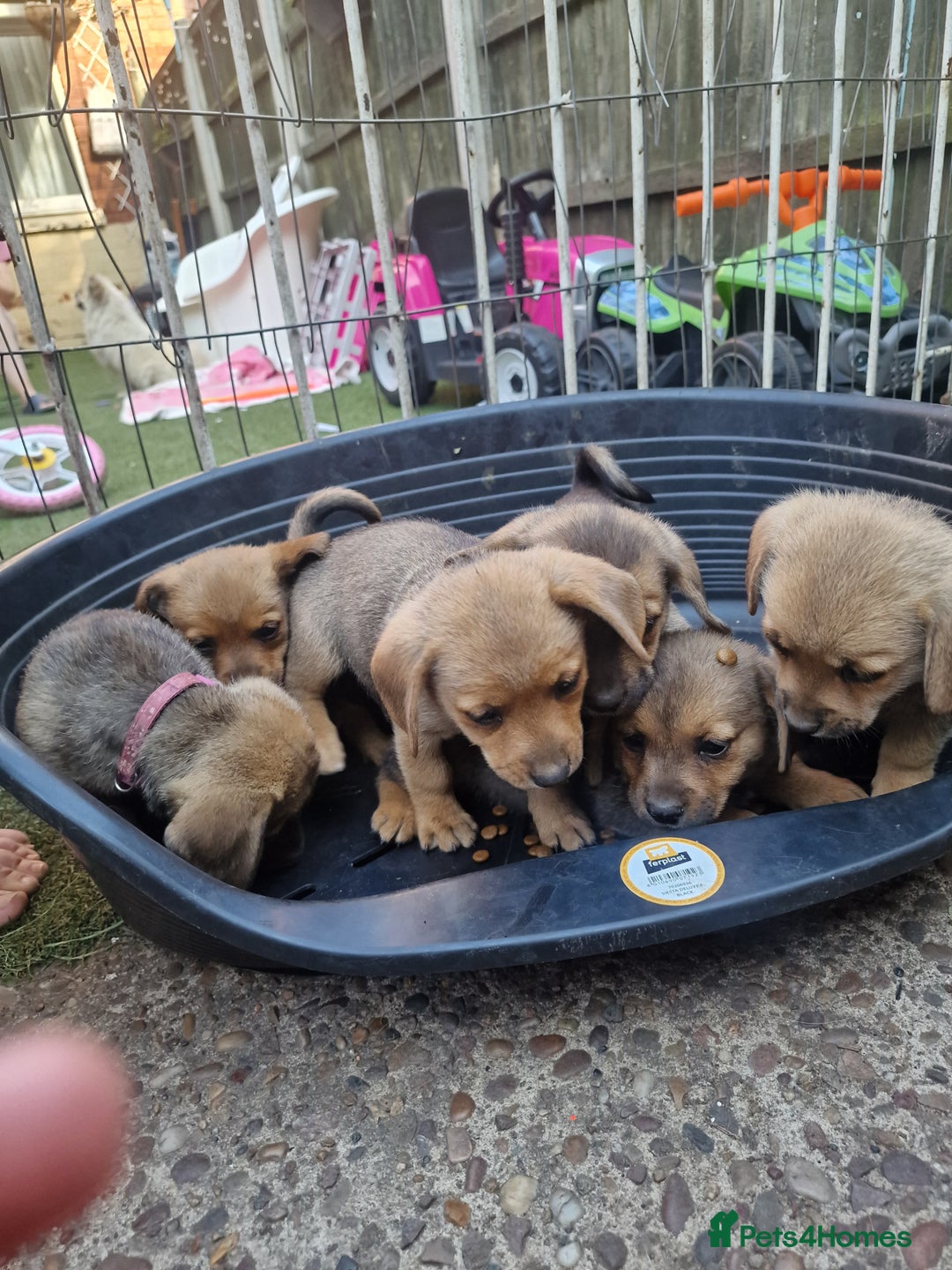 Mixed Breed dogs for sale: mixed breed 4 boys and 2 girls - Image 25