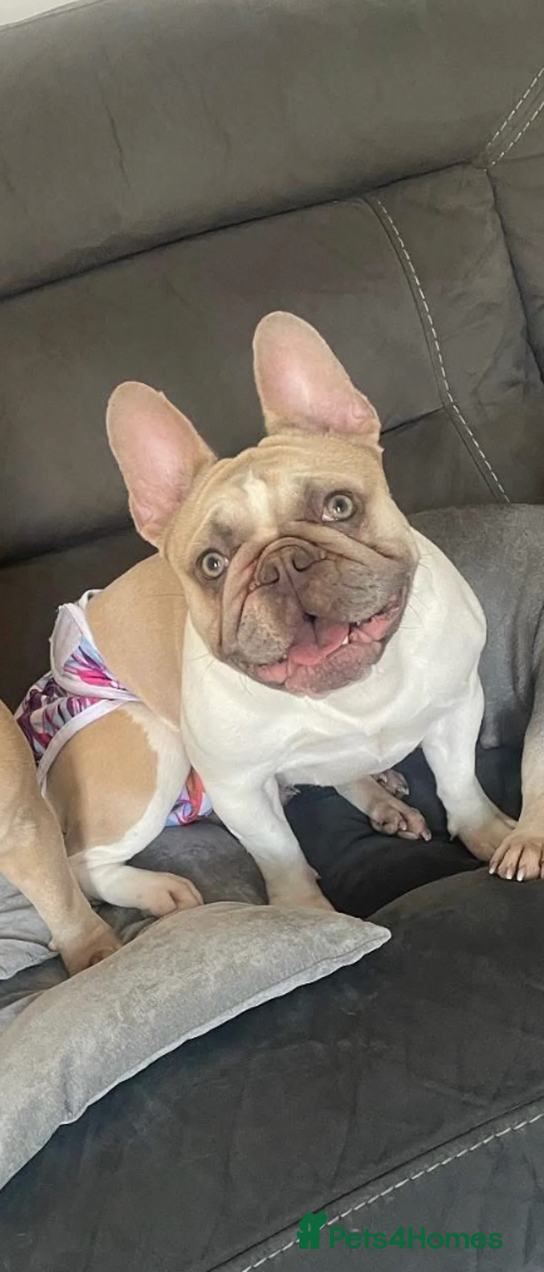 French Bulldog dogs for sale: 2 year old female French bulldog in Tamworth - Advert 4