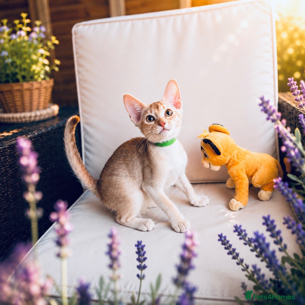 Abyssinian cats     Fu (福) 🏆✨ CHAMPION Ln BOY - Advert 6