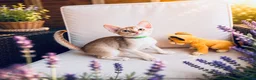 Abyssinian cats for sale:     Fu (福) 🏆✨ CHAMPION Silver Cinnamon Abyssinian - Advert 4
