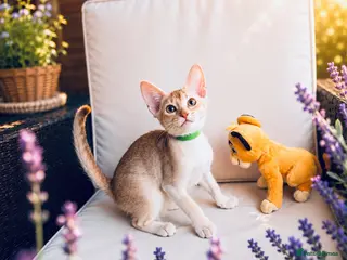 Abyssinian cats Fu (福) 🏆✨ CHAMPION Ln BOY - Advert 6