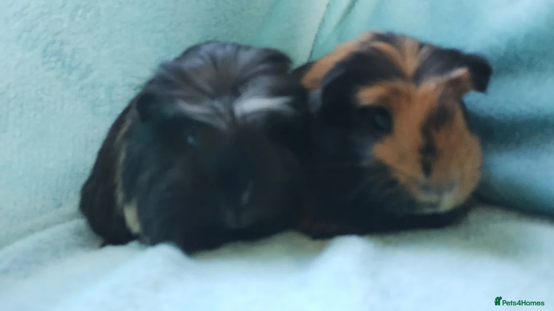 Guinea Pig rodents for sale: Baby  boys guinea pig delivery available now - Advert 2