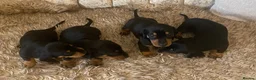 Dachshund dogs for sale: 5 dachshunds for sale  in London - Advert 8