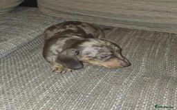Miniature Dachshund dogs for sale: 3 Fat Little Minature Dacshund Puppies - Image 6