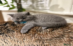 British Shorthair cats for sale: GCCF British Blue Kittens - Ready for  **   **  - Image 14
