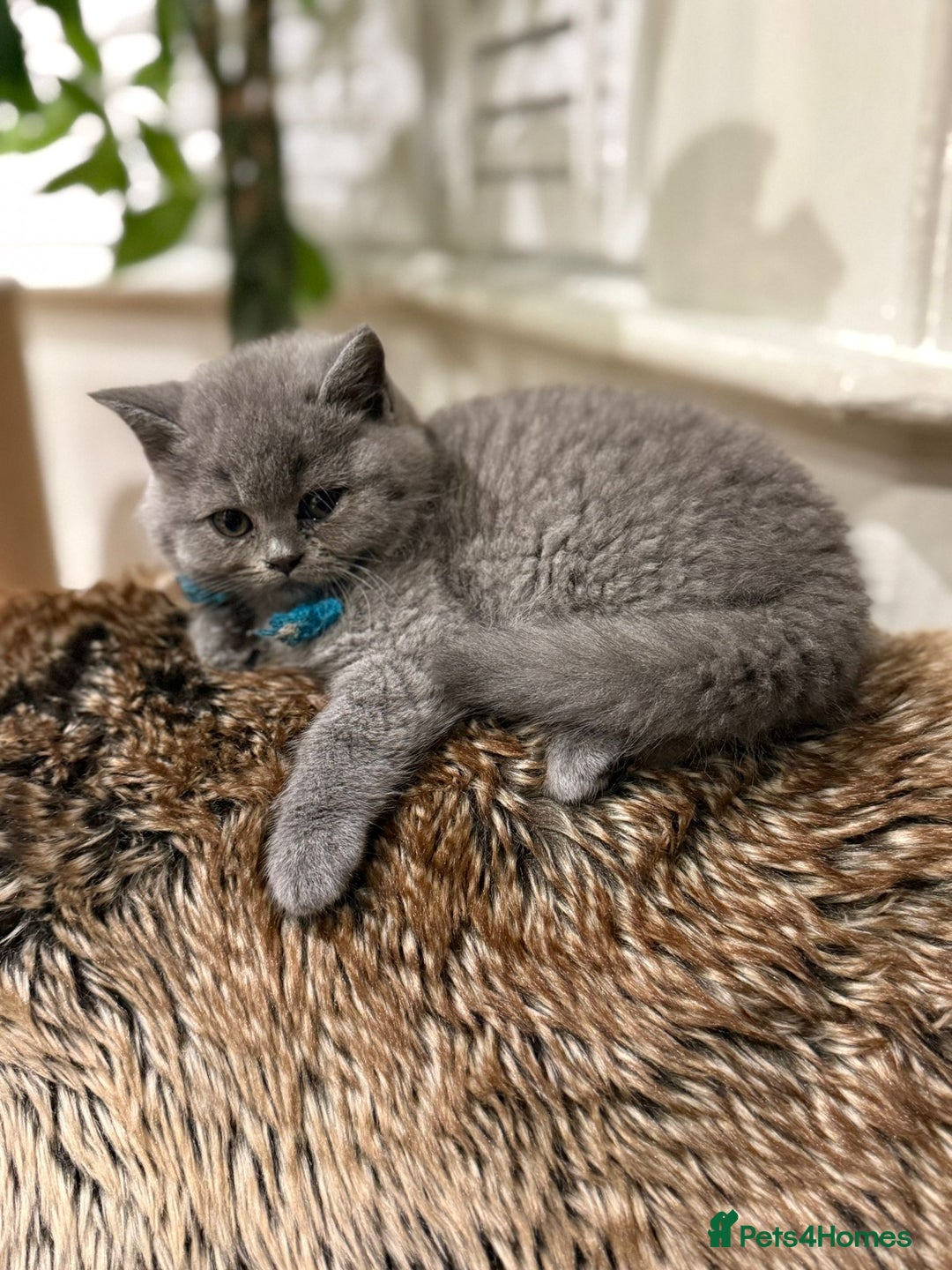 British Shorthair cats for sale: GCCF British Blue Kittens - Ready for  **   **  - Image 14