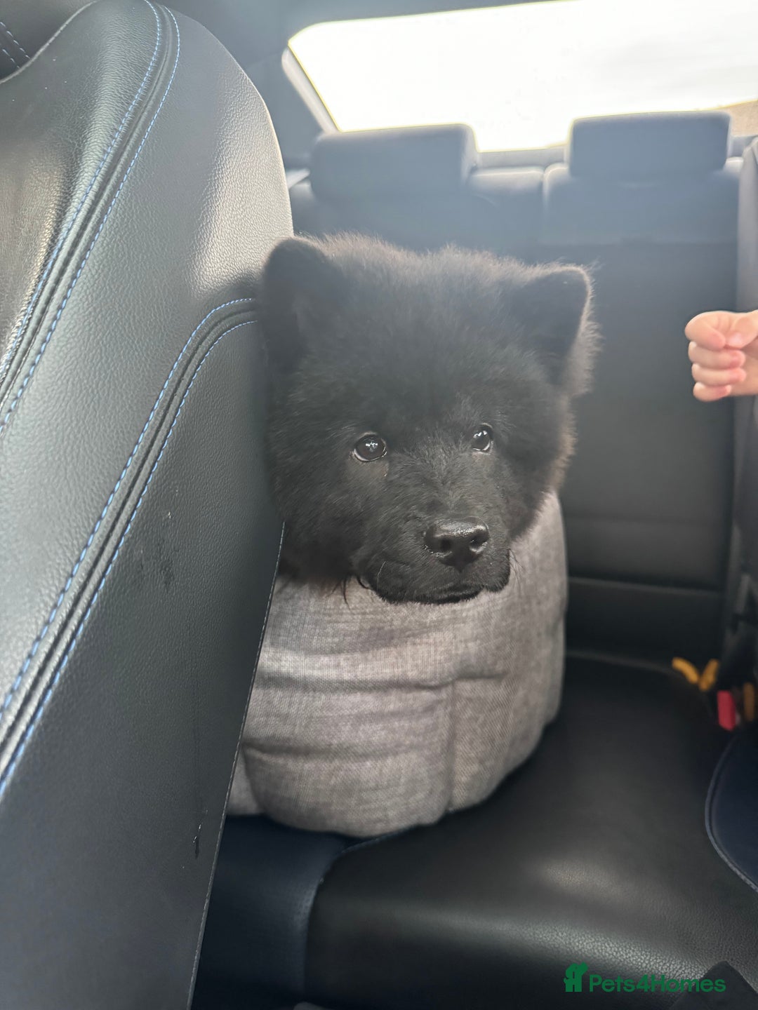 Chow Chow dogs for sale: Female Chow Kiki - Advert 9