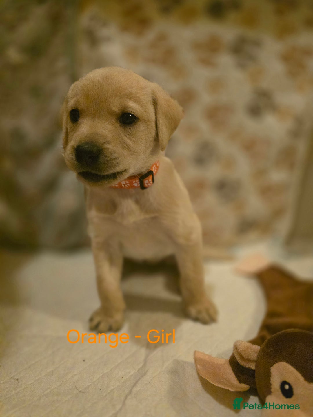 Labrador Retriever dogs for sale: Yellow and Black Labrador Puppies - Advert 11