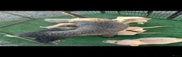 Labradoodle dogs for sale: Gorgeous labradoodle puppies - Advert 2