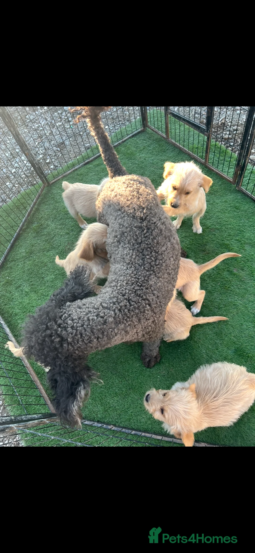 Labradoodle dogs for sale: Gorgeous labradoodle puppies - Advert 2