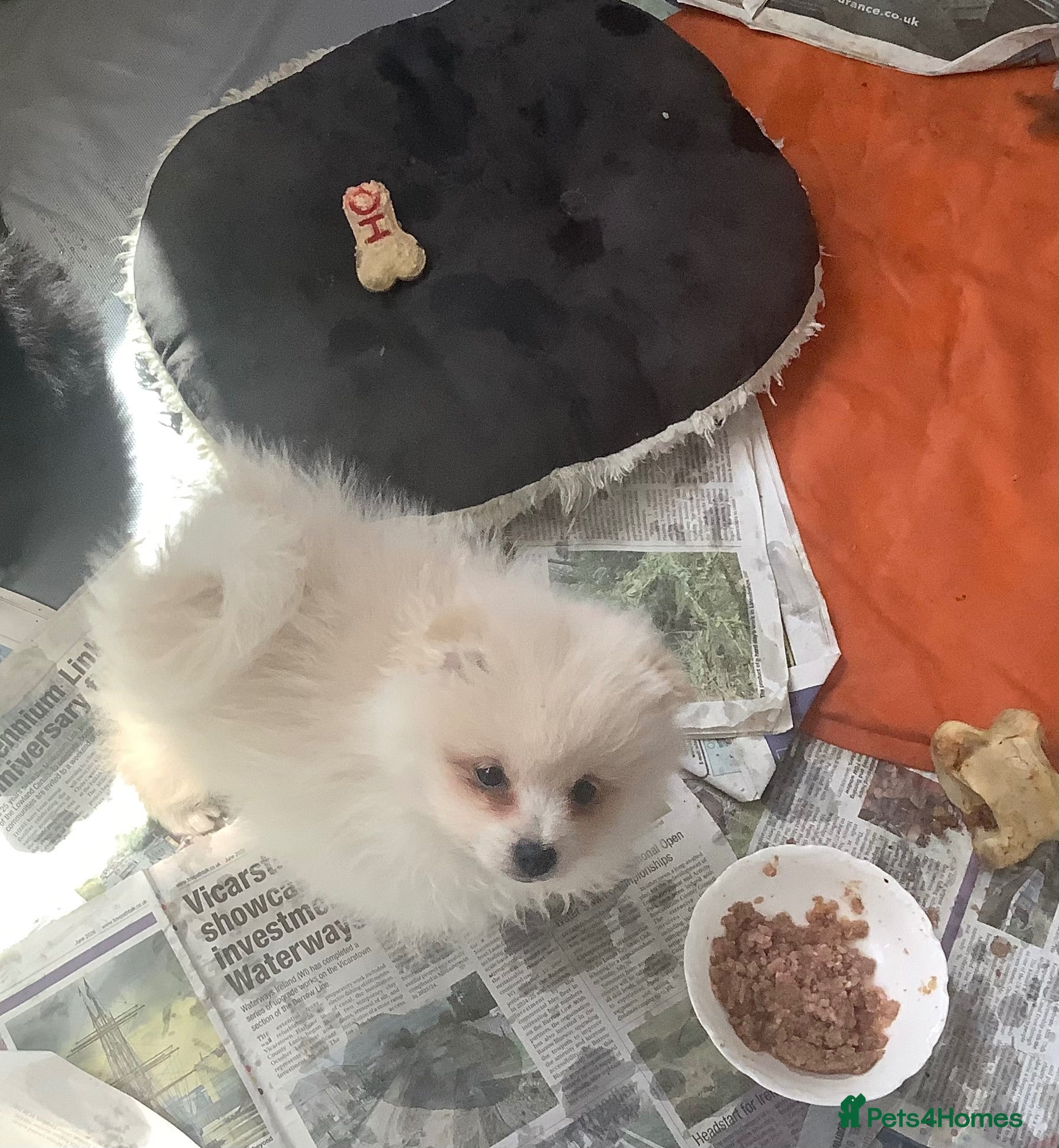 German Spitz dogs Two Registered Klein Puppies - Advert 3