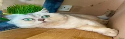 Scottish Fold cats for sale: Scottish fold kitten for sale  - Advert 6