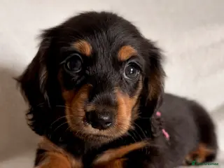 Miniature Dachshund dogs Longhaired Miniature Dachshunds - Advert 8