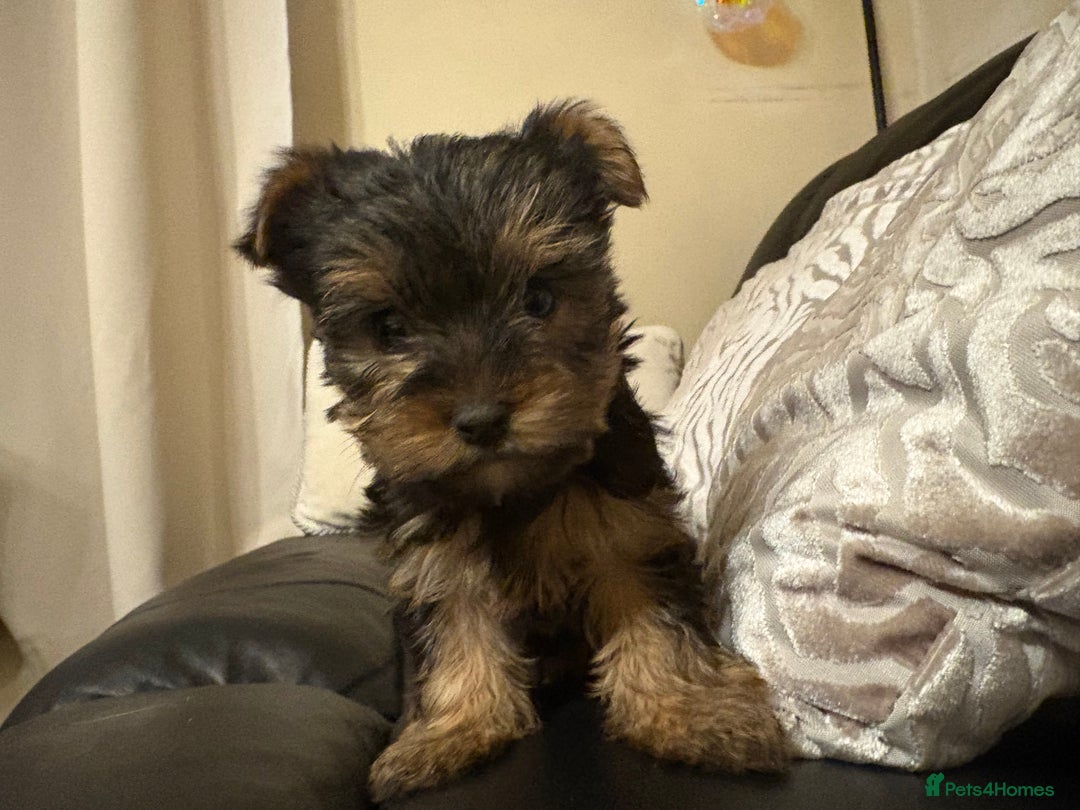 Yorkshire Terrier dogs for sale: Tiny Yorkshire Terriers for sale - Image 14