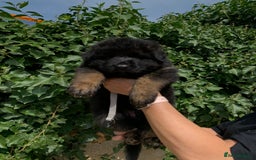 German Shepherd dogs for sale: Long Haired GSD Puppies. Only 1 boys LEFT!  - Image 20