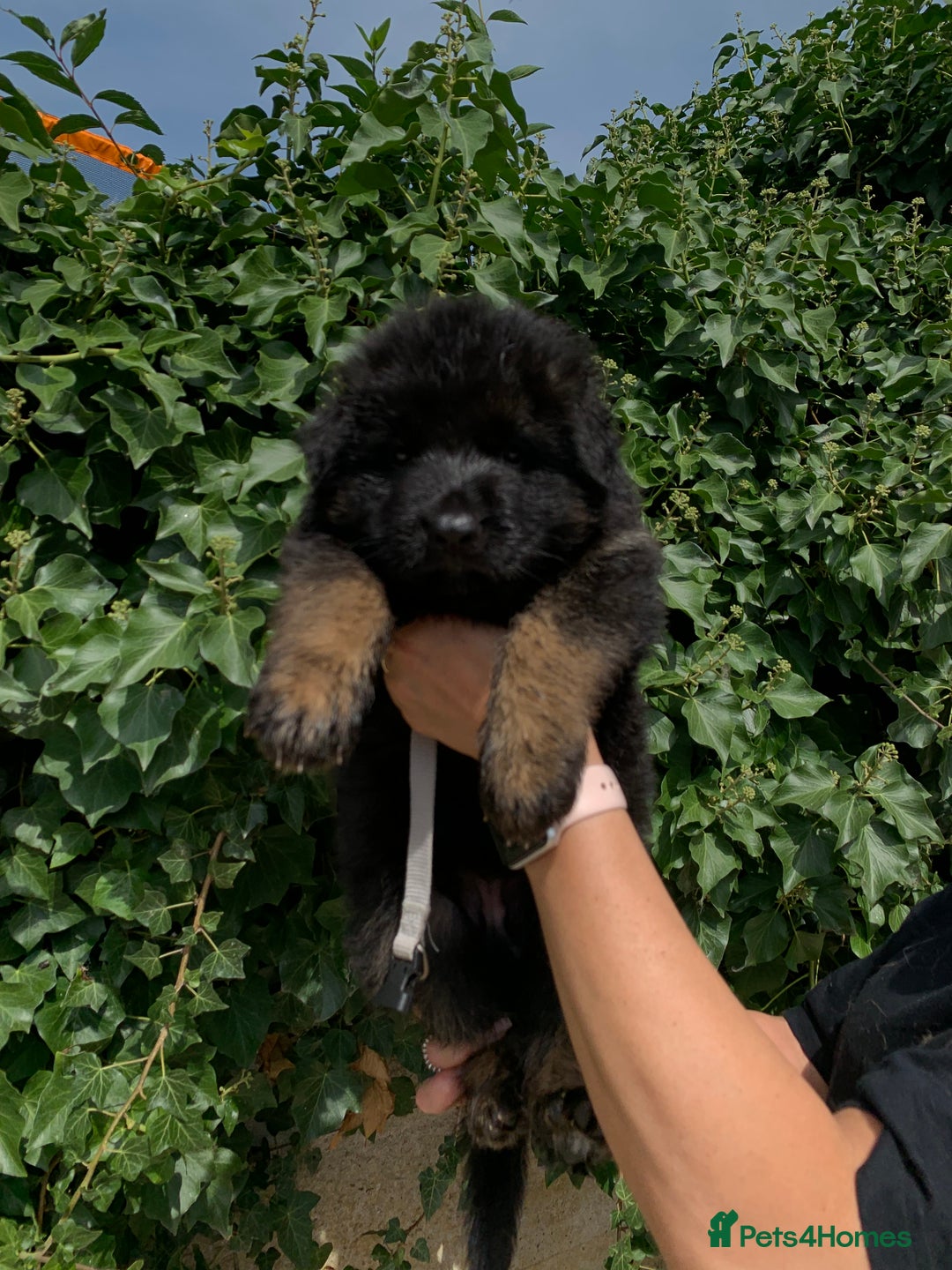 German Shepherd dogs for sale: Long Haired GSD Puppies. Only 1 boys LEFT!  - Image 20