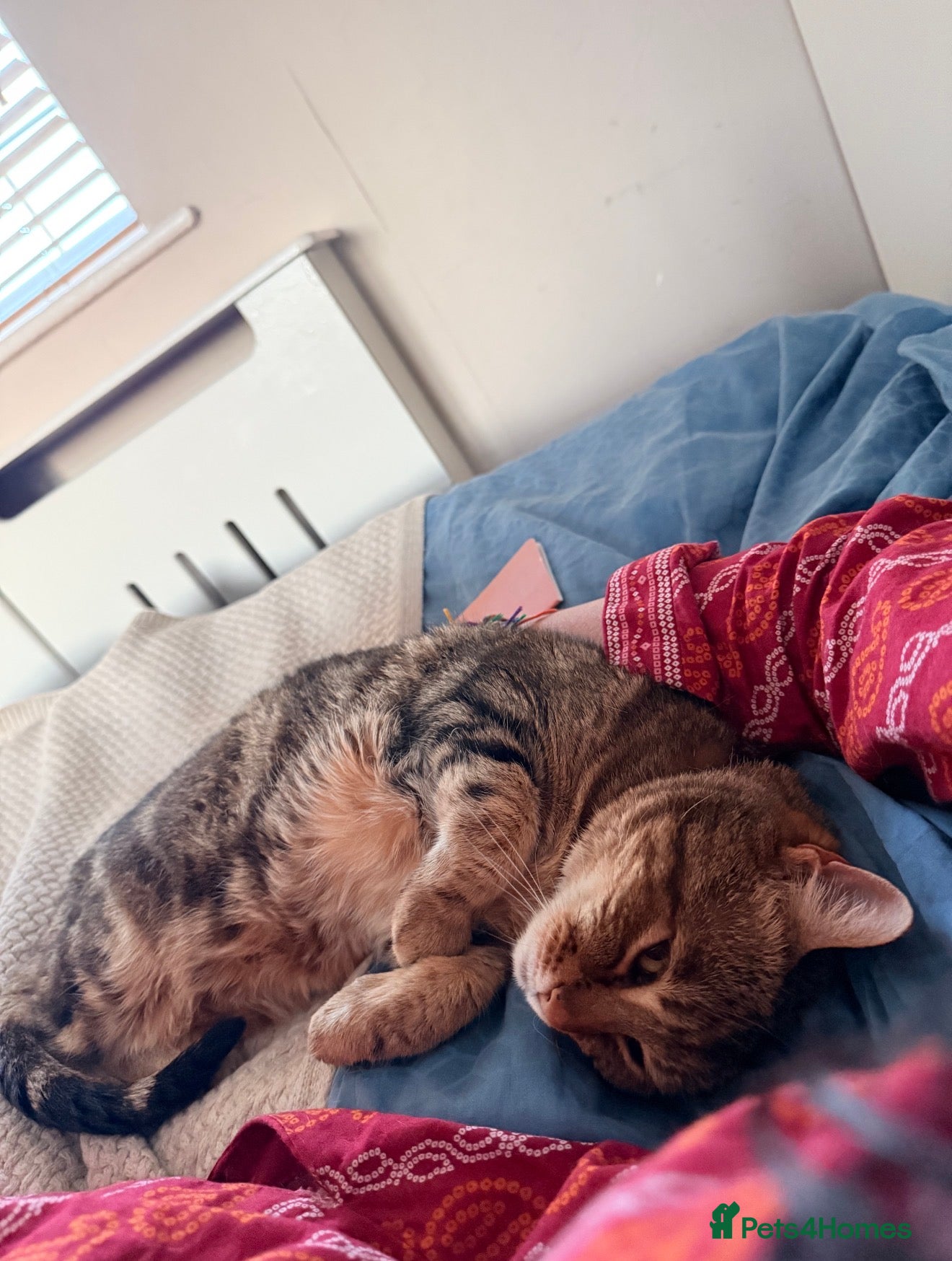Bengal cats Looking for a new home for Ellie x - Advert 2