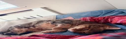 Bengal cats for sale: Looking for a new home for Ellie x in Feltham - Advert 2