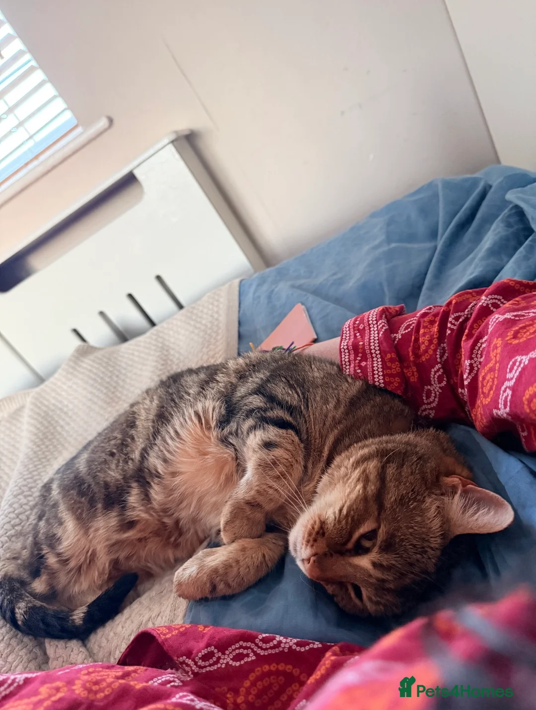 Bengal cats for sale: Looking for a new home for Ellie x in Feltham - Advert 2