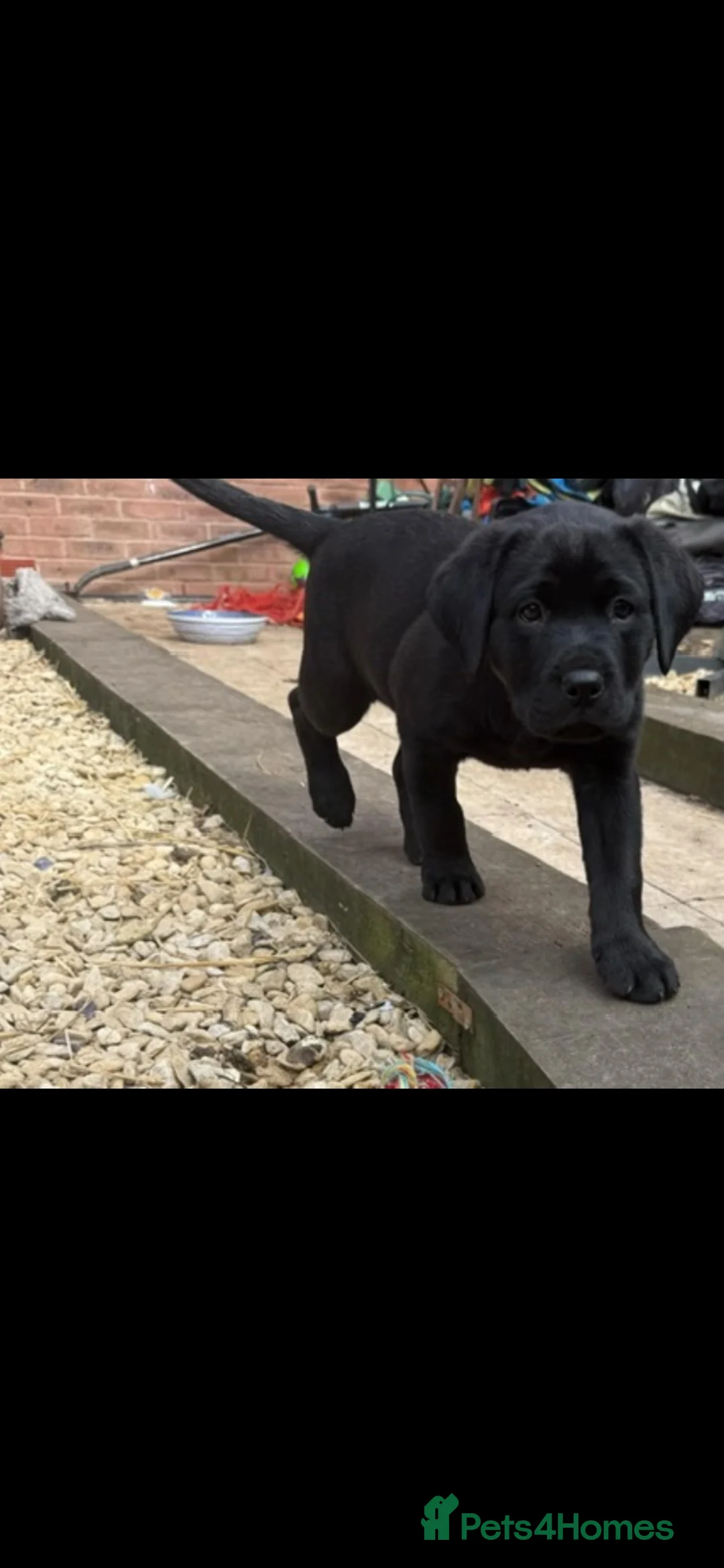 Mixed Breed dogs for sale: Lab X rottie pups  in Bristol - Advert 2