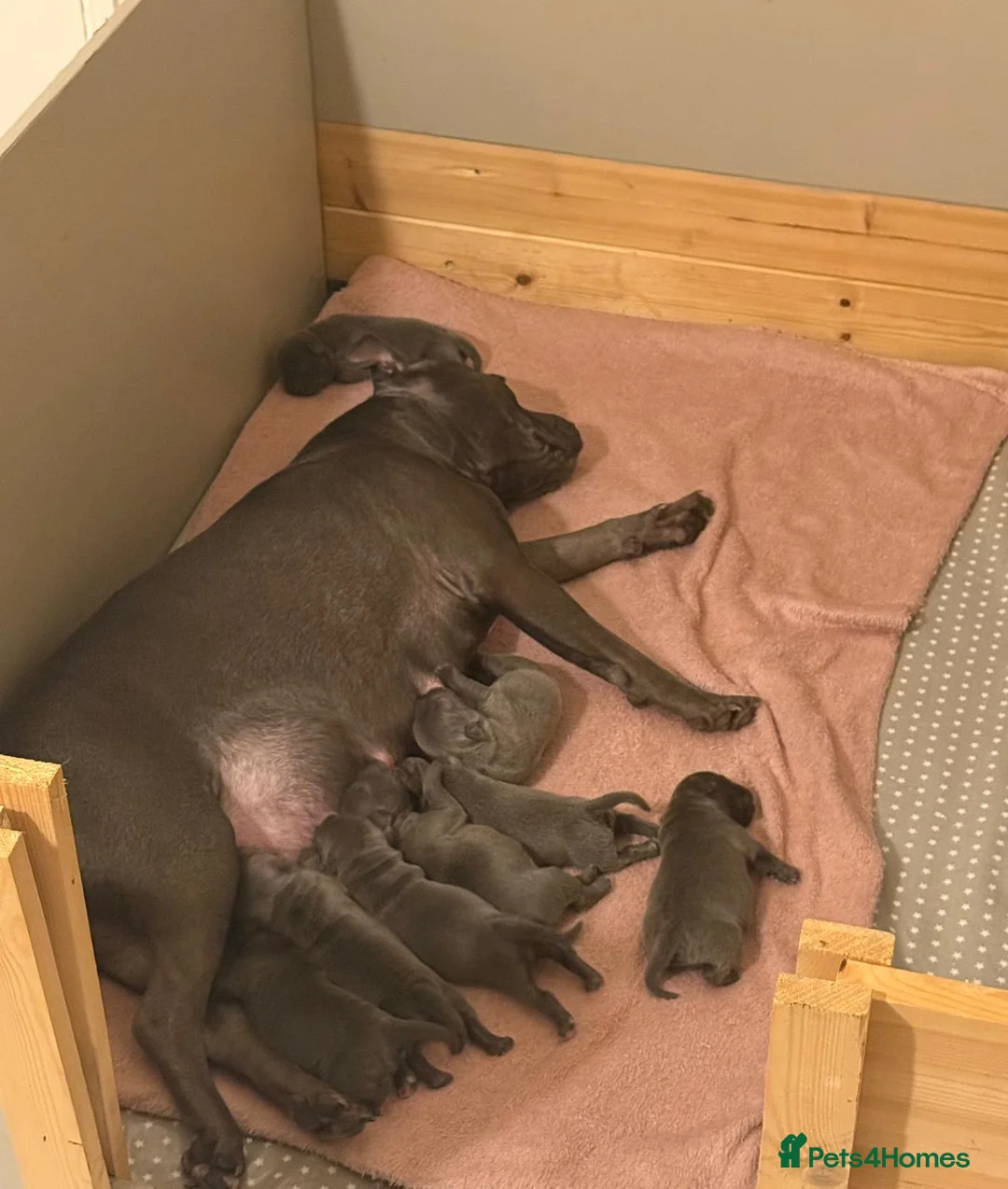 Staffordshire Bull Terrier dogs for sale: SUPERIOR BLUE STAFFORDSHIRE BULL TERRIER PUPS  - Advert 3