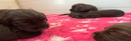 Cocker Spaniel dogs for sale: Cocker Spaniel Puppies For Sale in Bridgend - Advert 7