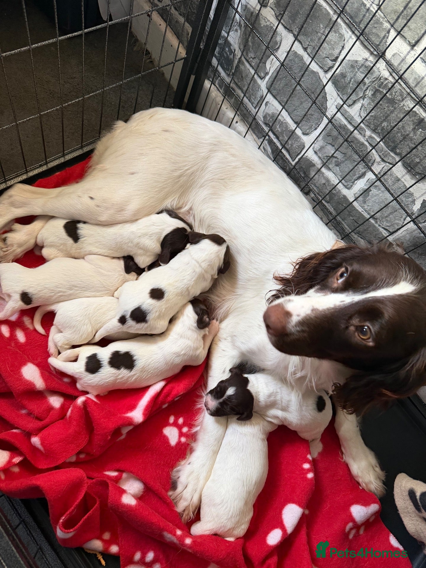Sprocker dogs Sprockers  - Advert 6