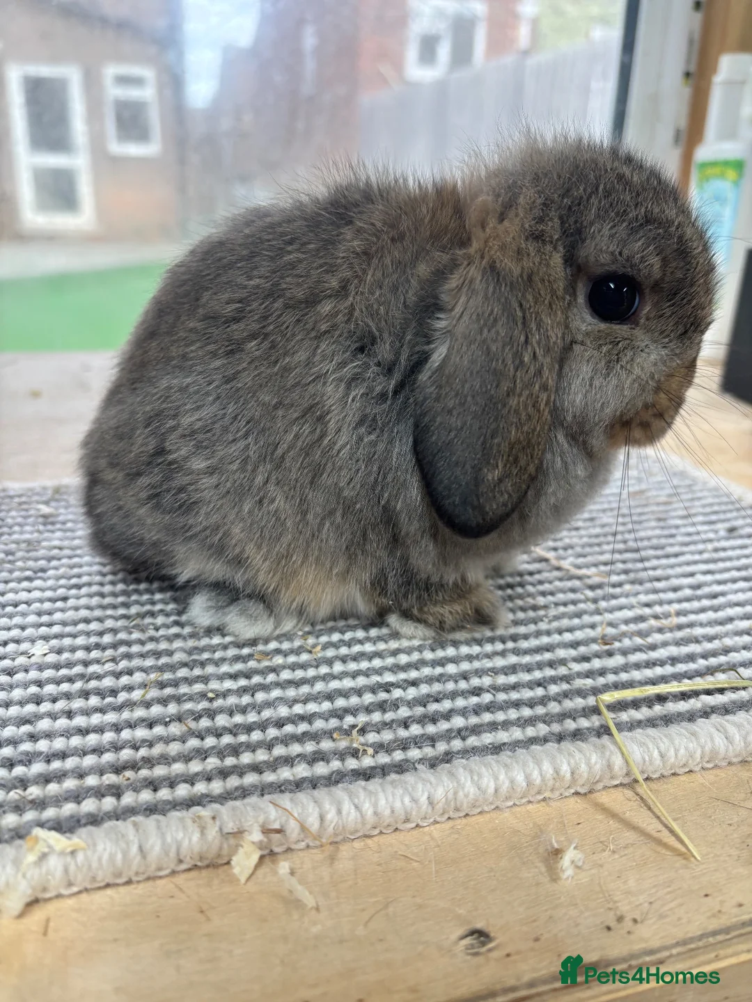 Mini Lop rabbits for sale: BRC rung and vaccinated Baby rabbits  - Advert 2