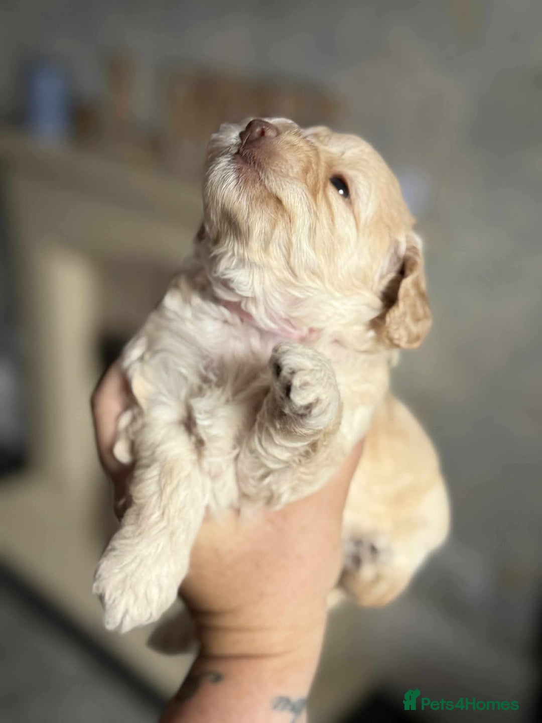 Cockapoo dogs for sale: Beautiful Female Fb1 cockapoo - Image 2