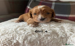 Cavapoo dogs for sale: For sale  F1 Cavapoos puppies 🐶  - Image 5