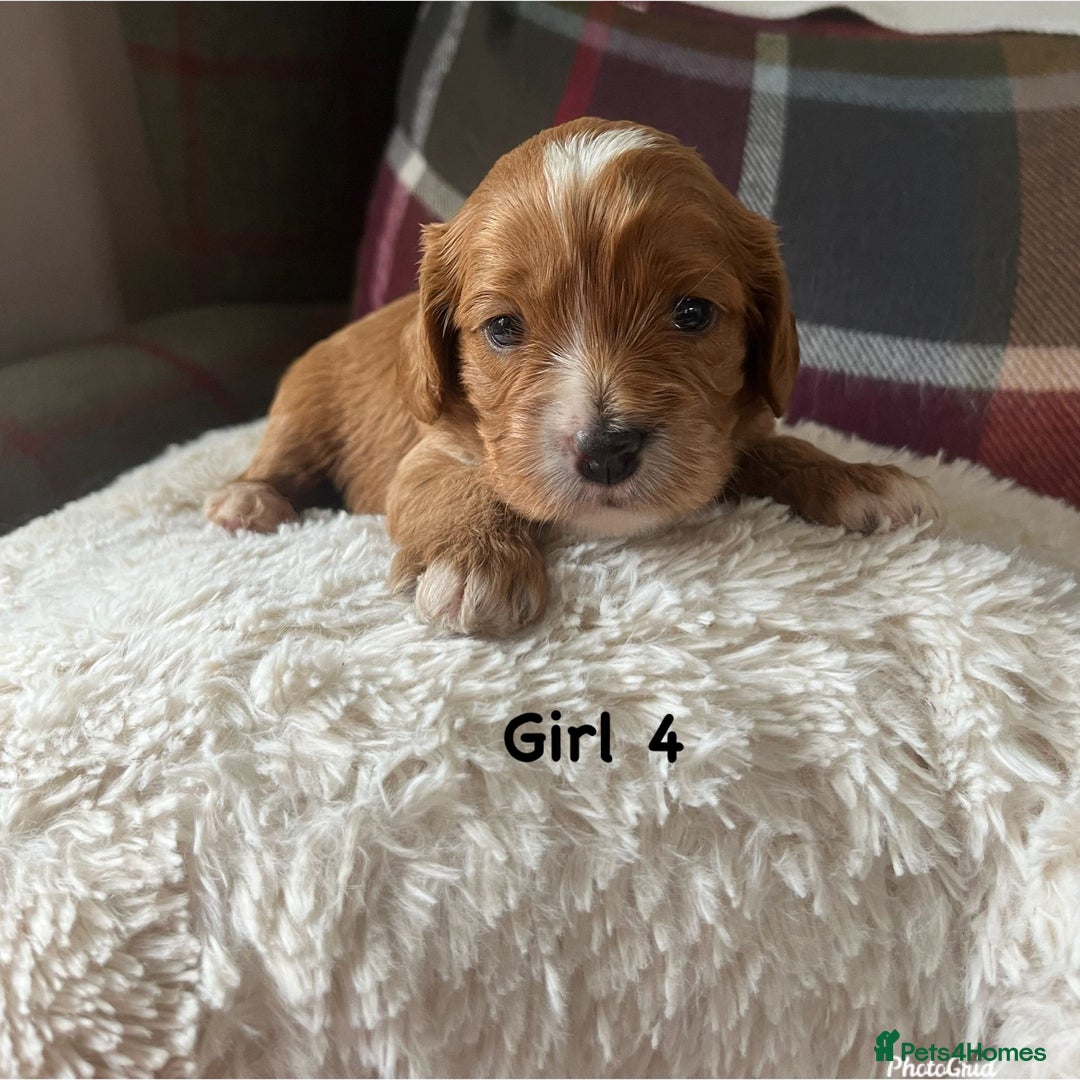 Cavapoo dogs for sale: For sale  F1 Cavapoos puppies 🐶  - Image 5