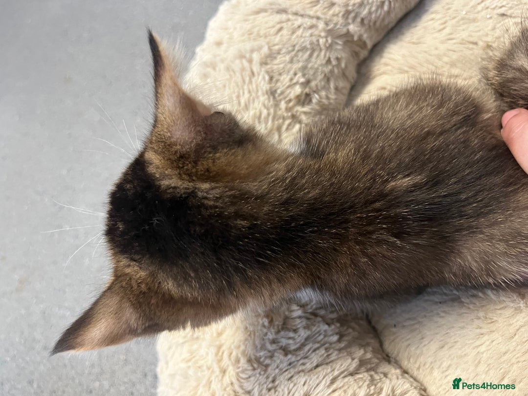 Mixed Breed cats for sale: 🐾 5 Stunning Mixed 8 week old Kittens  - Advert 20