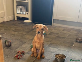 Labrador Retriever dogs Gorgeous Lab pups - Advert 15